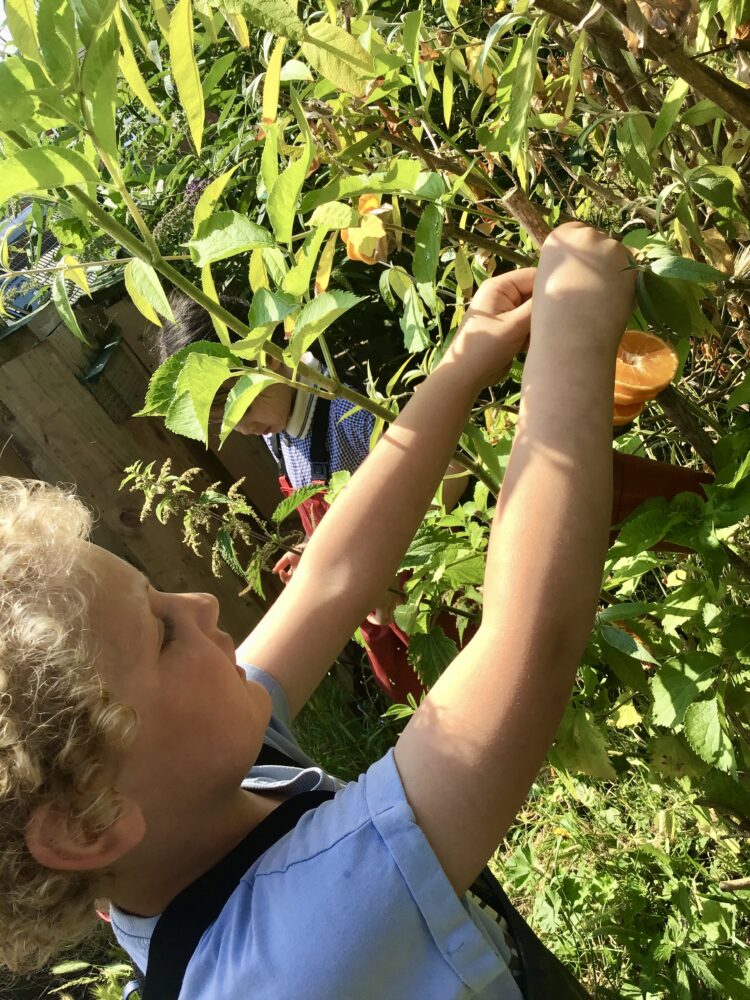 🌳EYFS Forest school-Butterfly feeders🌳